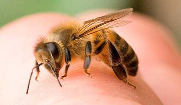 Les piqûres d'abeilles - un moyen extrême d'agrandir le phallus